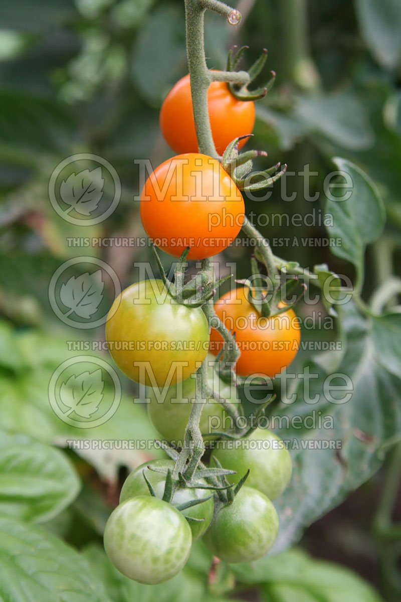 Solanum Sungold aka Sun Gold (Tomato vegetable - tomate) 1 