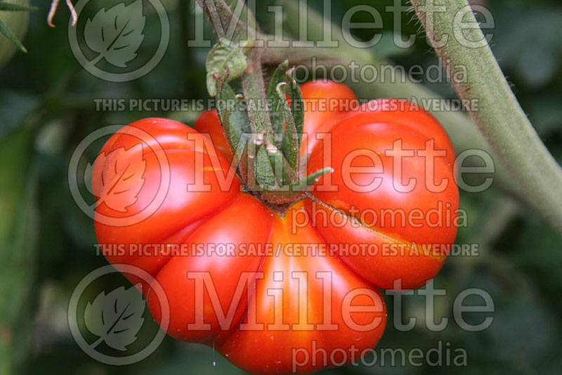 Solanum Costoluto Genovese (Tomato vegetable - tomate) 1 