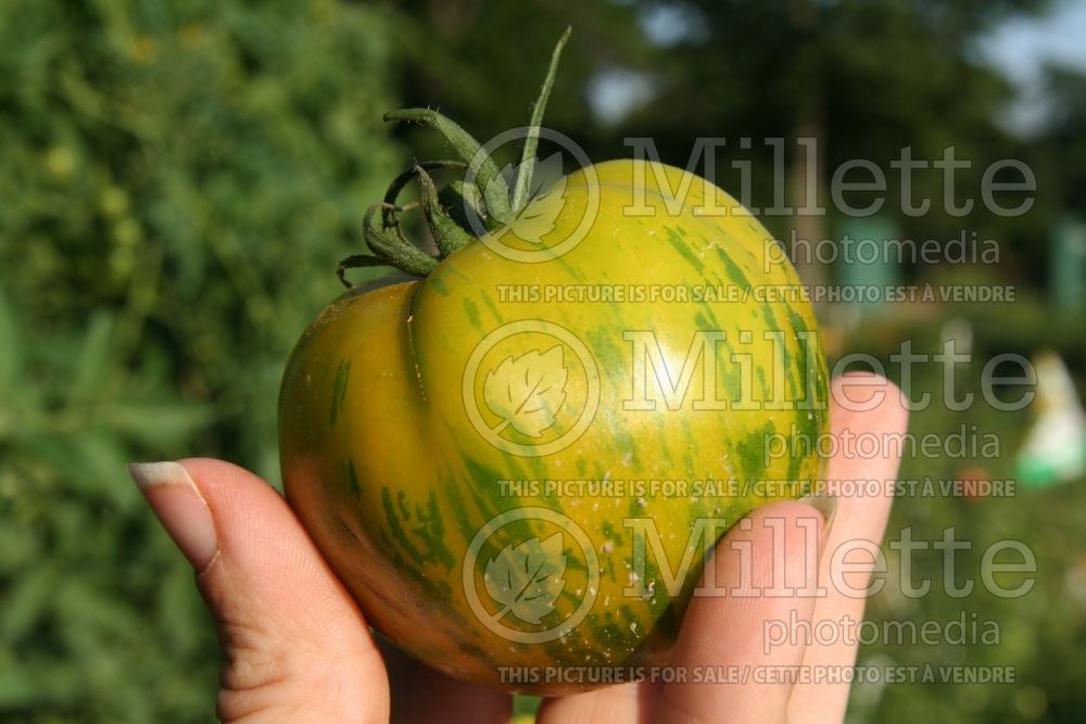 Solanum Green Zebra (Tomato vegetable - tomate) 5 