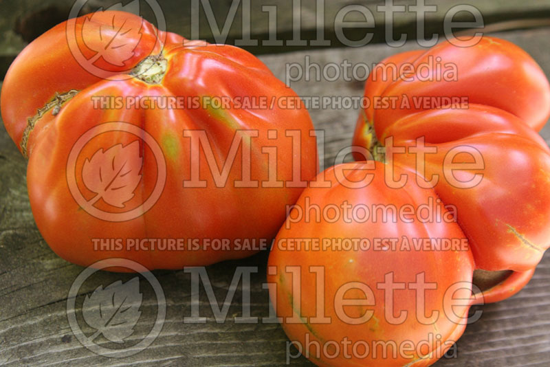 Solanum Italian Red Pear (Tomato vegetable - tomate) 1 