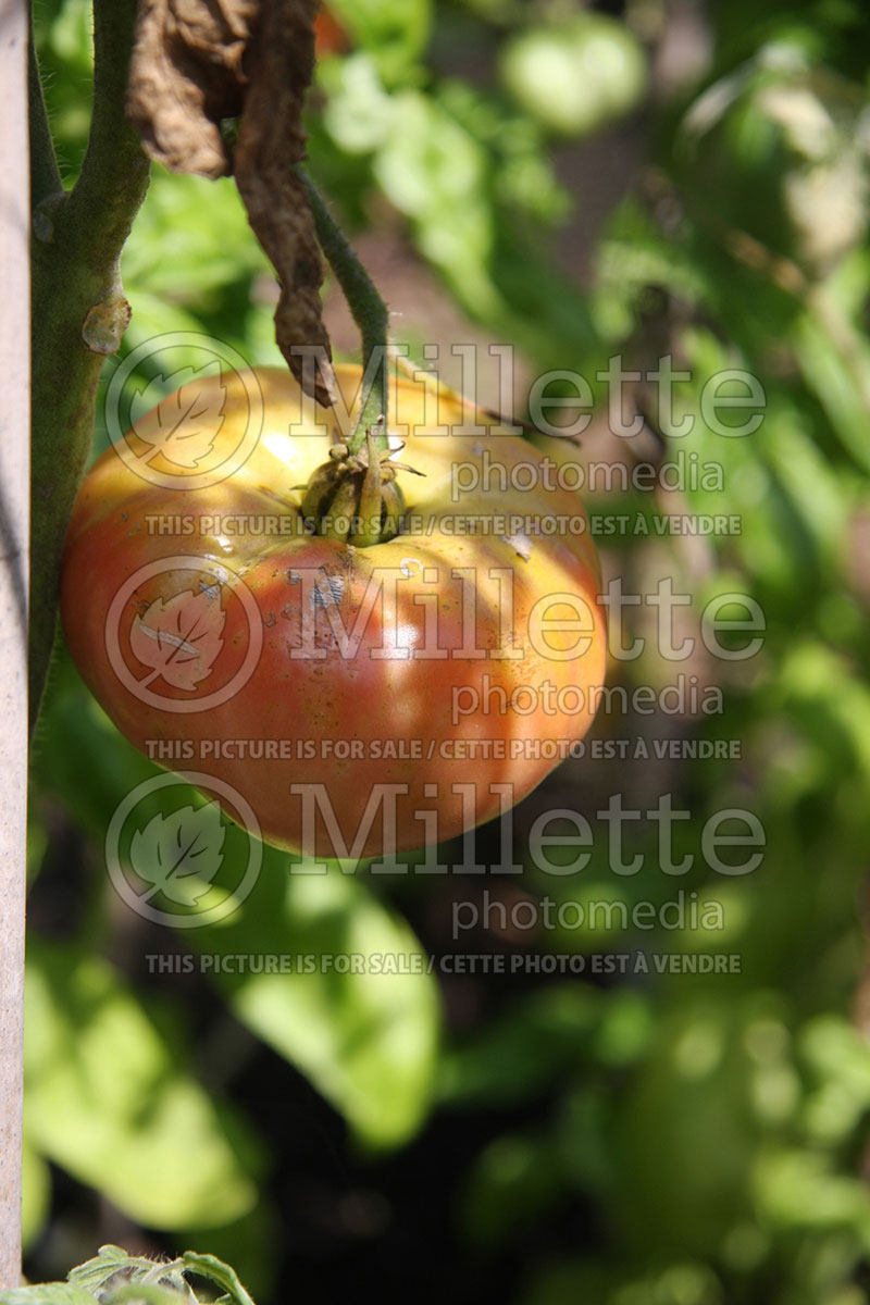 Solanum Gregori's Altai (Tomato vegetable - tomate) 1