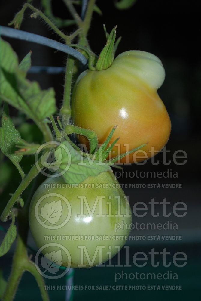 Solanum Japanese Black Trifele (Tomato vegetable - tomate) 1  
