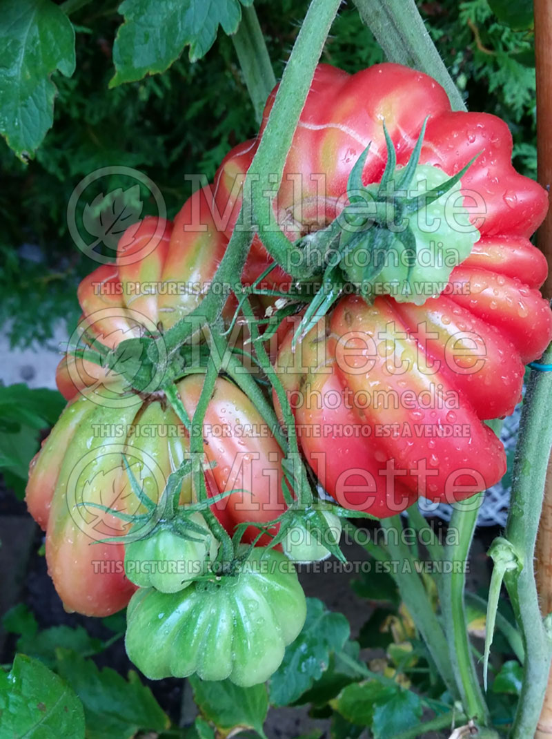 Solanum Pink Accordion (Tomato vegetable - tomate) 1 