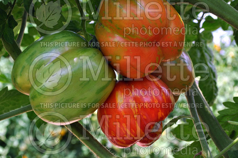 Solanum Striped German (Tomato vegetable - tomate) 1