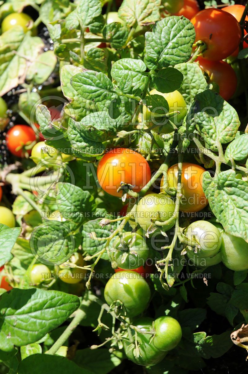Solanum Tiny Tim (Tomato vegetable - tomate) 4 