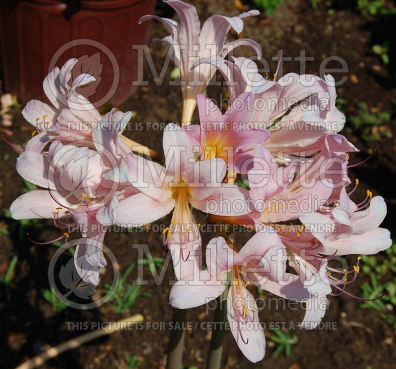 Lycoris squamigera (Spider lily) 1 