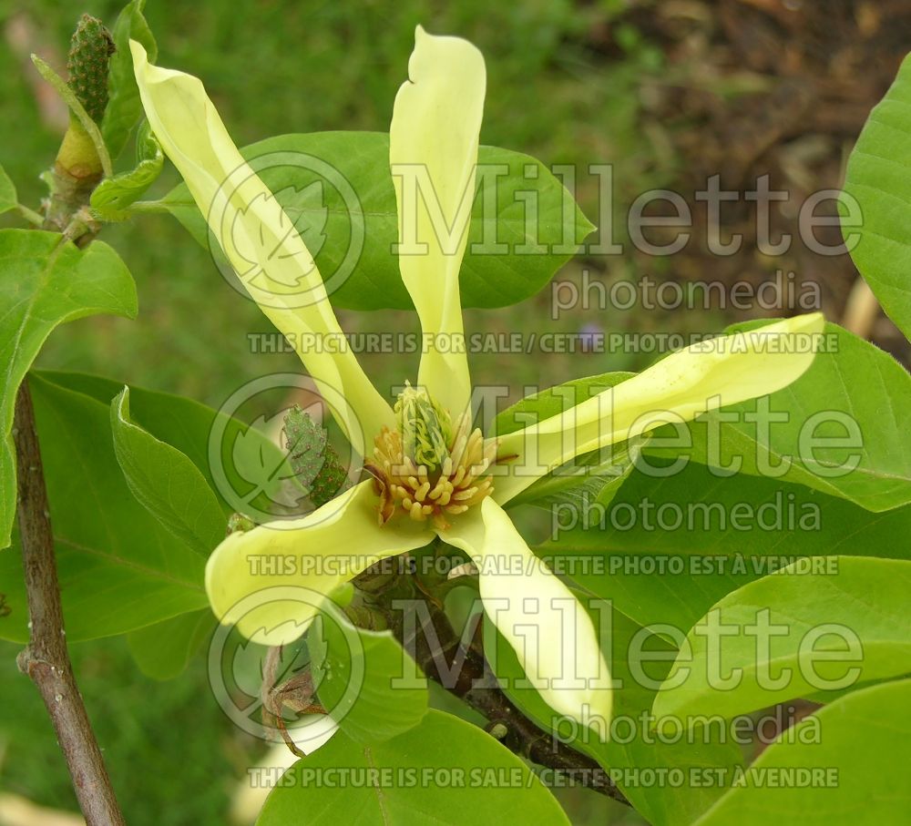 Magnolia Butterflies (Magnolia) 7  