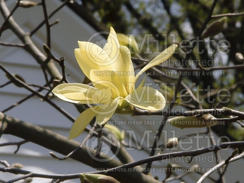 Magnolia Gold Star (Magnolia) 4  