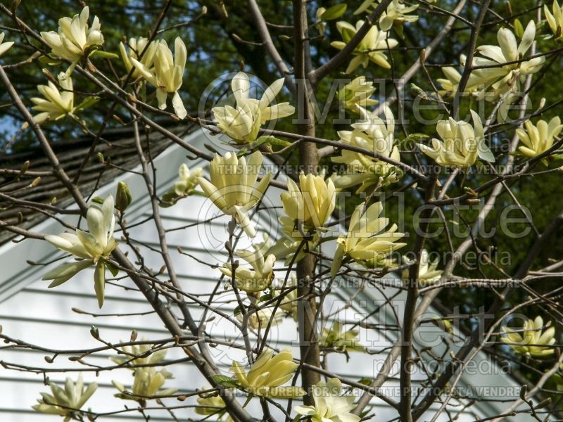 Magnolia Gold Star (Magnolia) 6  