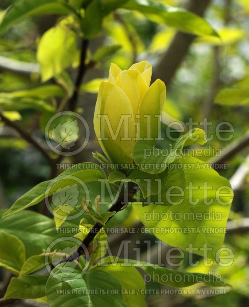 Magnolia Yellow Bird (Magnolia) 4  