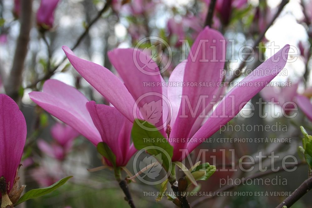 Magnolia Ann (magnolia) 5  