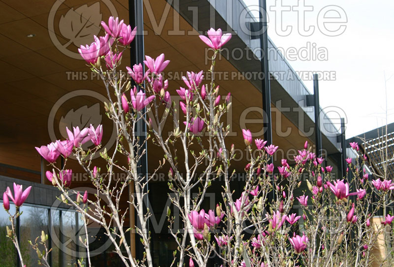 Magnolia Ann (magnolia) 8  