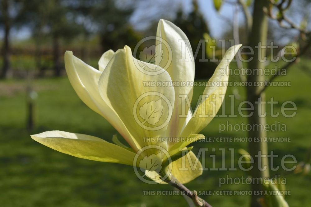 Magnolia Banana Split (Magnolia) 3  