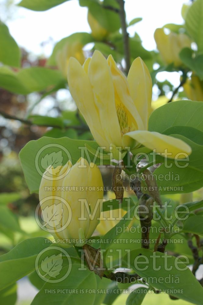Magnolia Yellow Bird (Magnolia) 5  