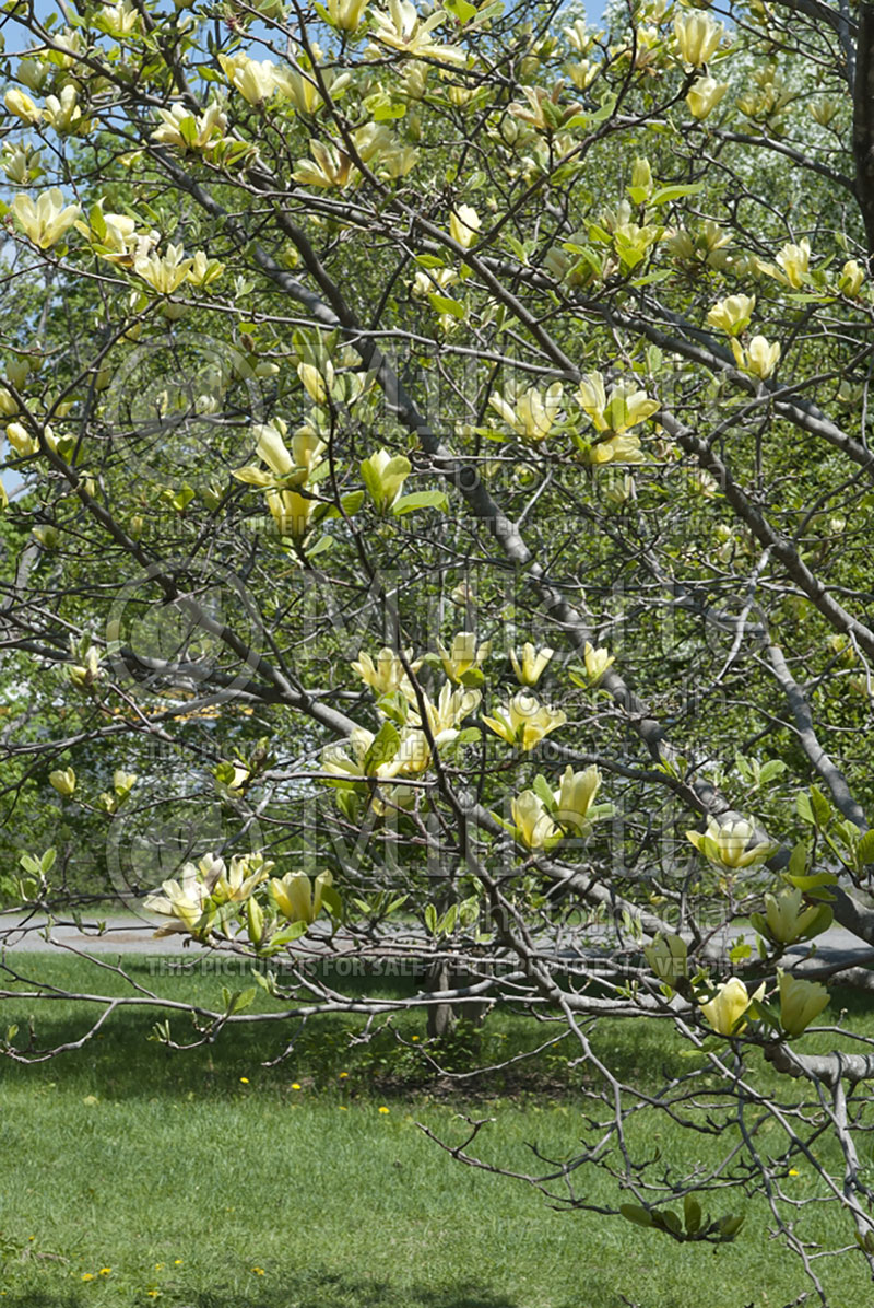 Magnolia Butterflies (Magnolia) 1  