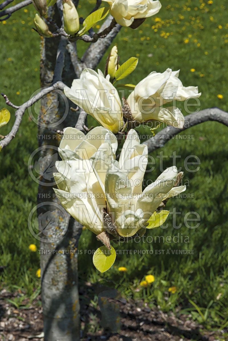 Magnolia Elizabeth (Magnolia) 3  