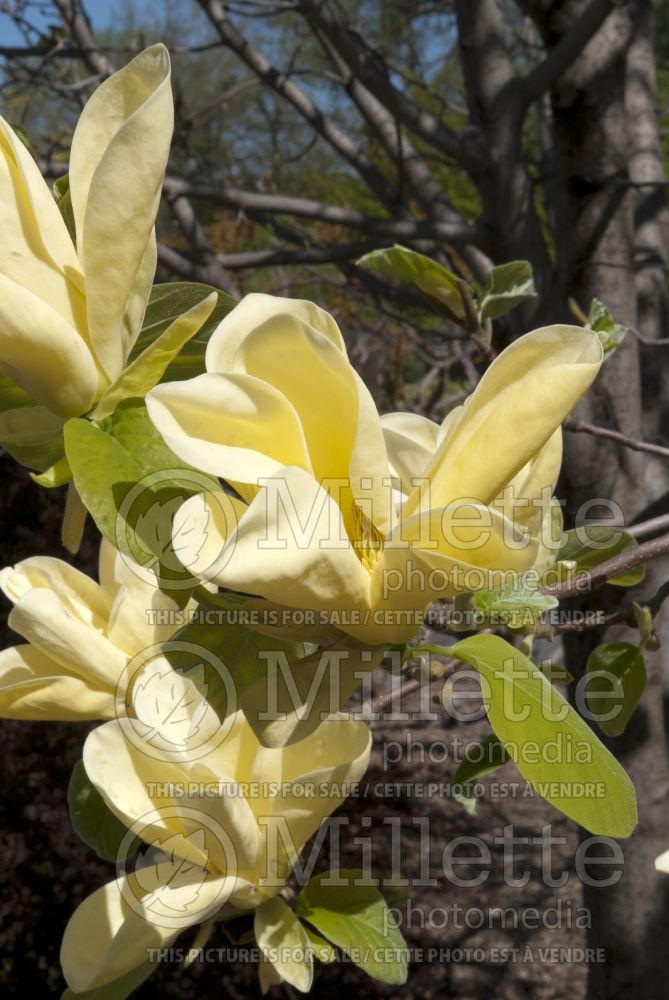 Magnolia Golden Endeavour (Magnolia) 1  