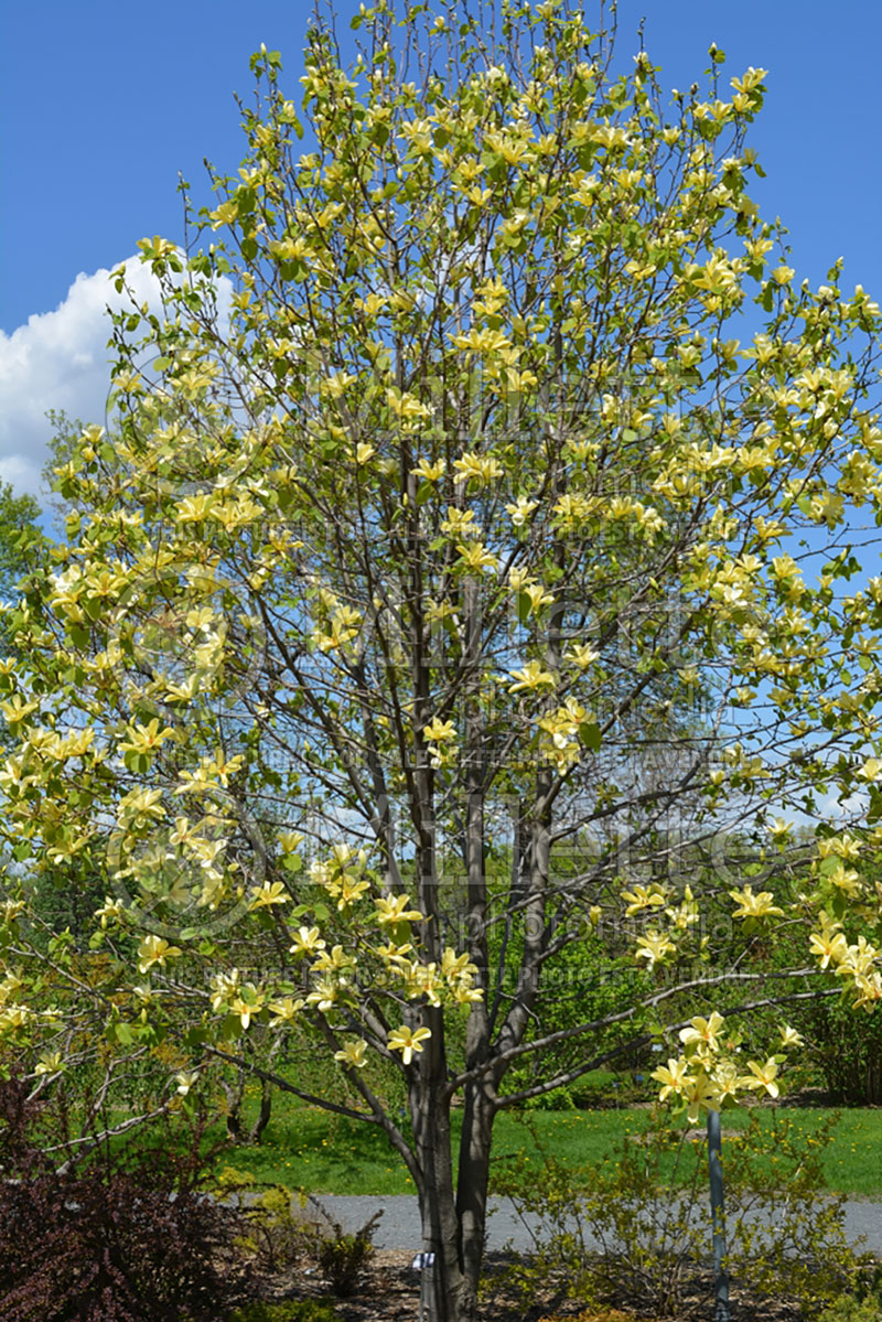 Magnolia Golden Sun (Magnolia) 1  