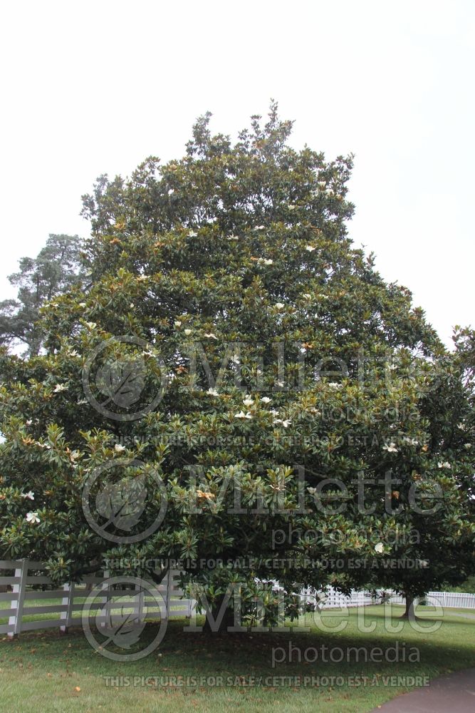 Magnolia grandiflora (Southern magnolia) 2 