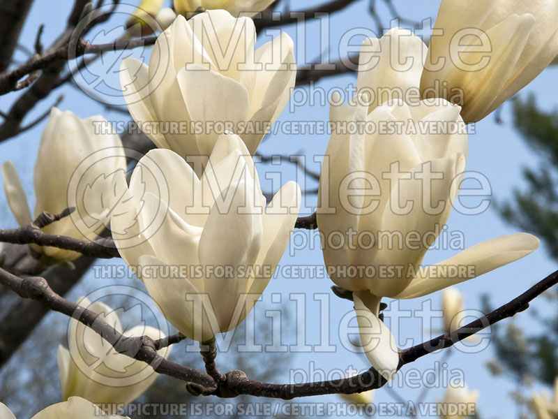 Magnolia Ivory Chalice (Magnolia) 2  
