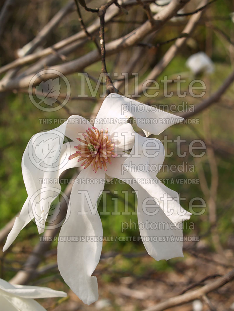 Magnolia Wada's Memory (Magnolia) 5  