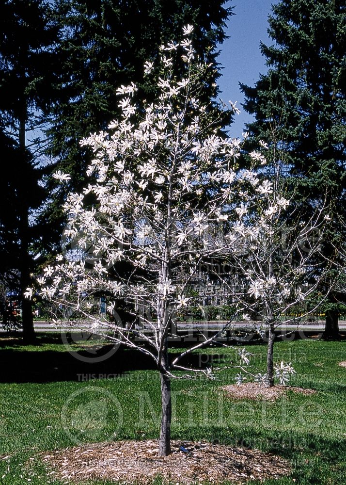 Magnolia kobus (Magnolia) 1  