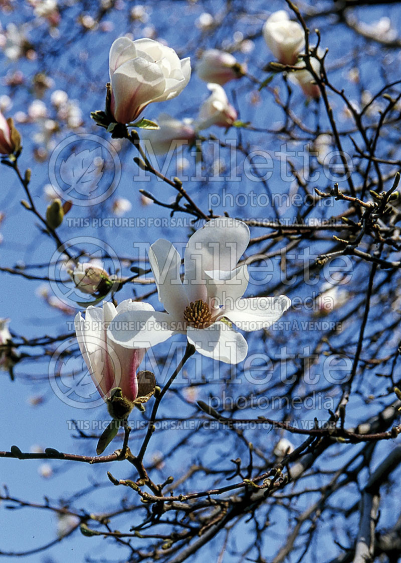 Magnolia kobus (Magnolia) 2  
