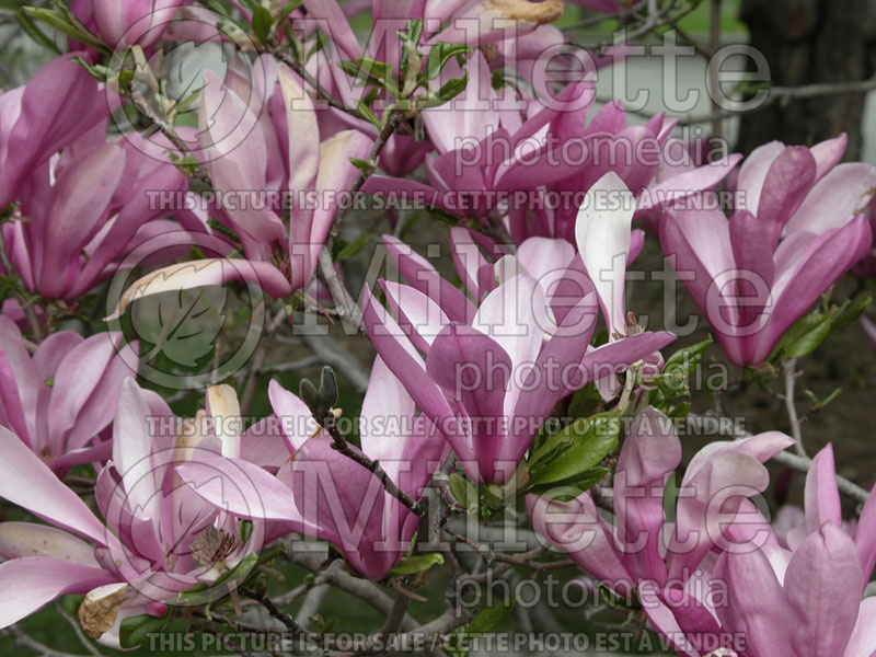Magnolia Nigra (magnolia) 2  