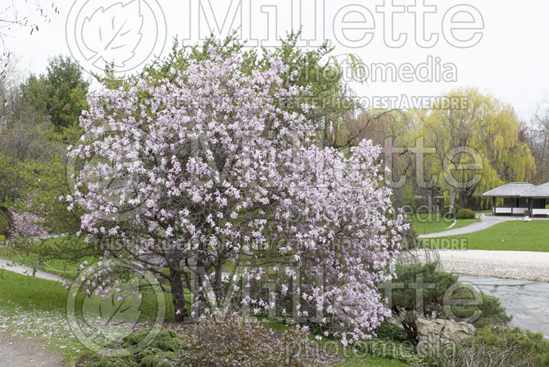 Magnolia Leonard Messel (Magnolia) 4  