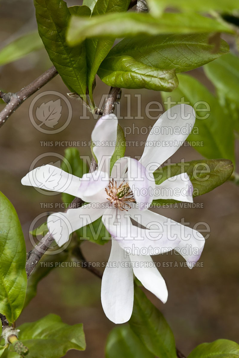 Magnolia Leonard Messel (Magnolia) 1  