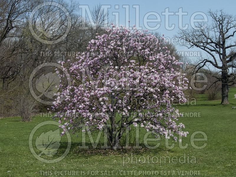 Magnolia Leonard Messel (Magnolia) 7  