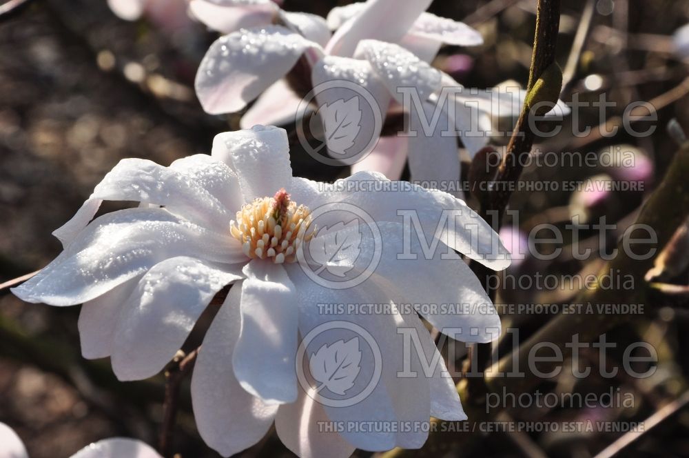 Magnolia Lesley Jane (Magnolia) 2  