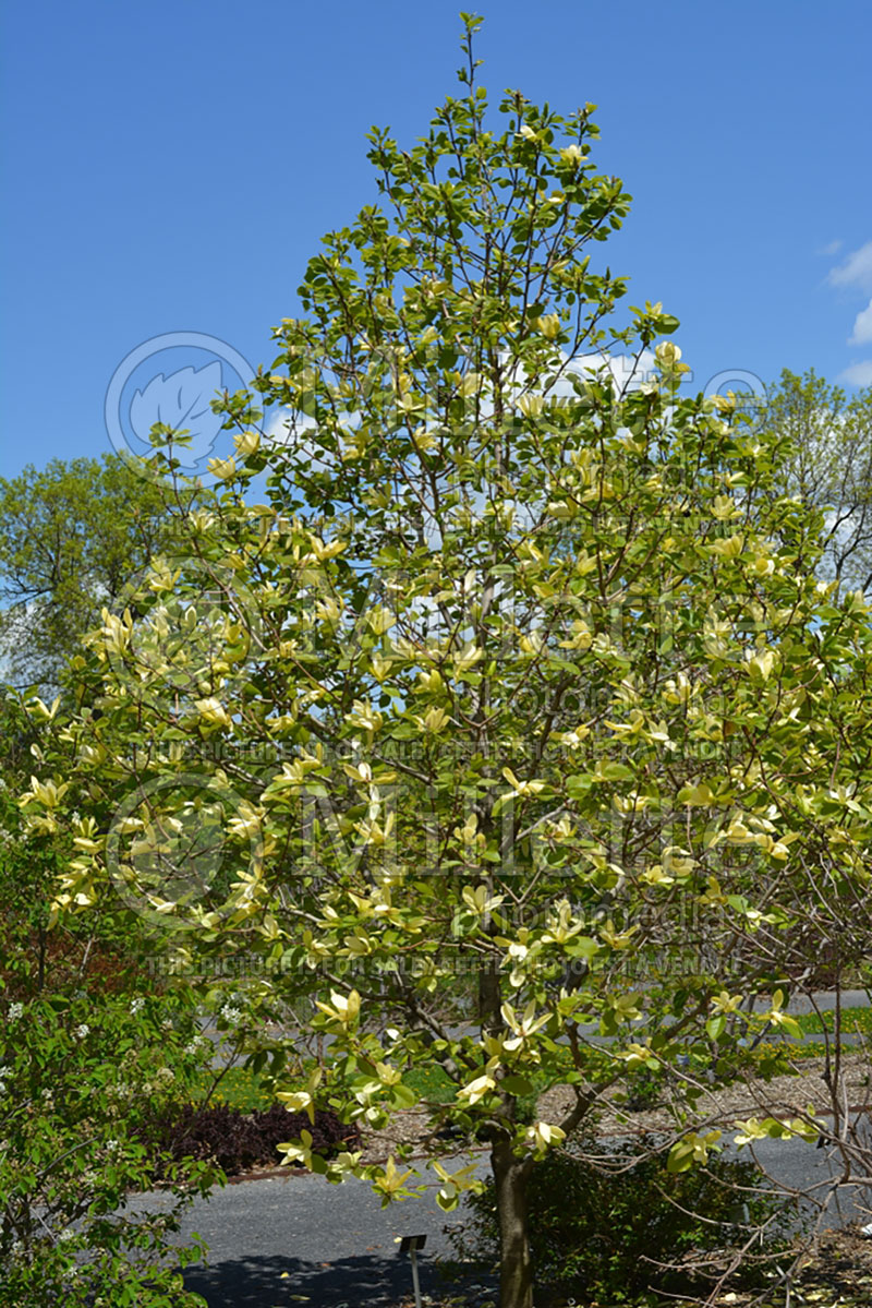 Magnolia Solar Flair (Magnolia) 1  
