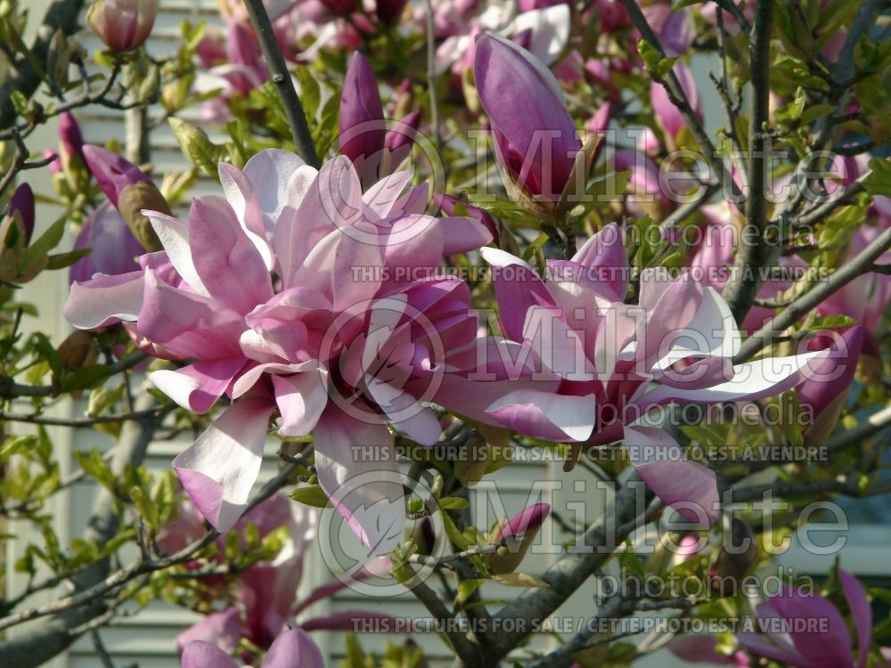 Magnolia Lennei (Magnolia) 1  