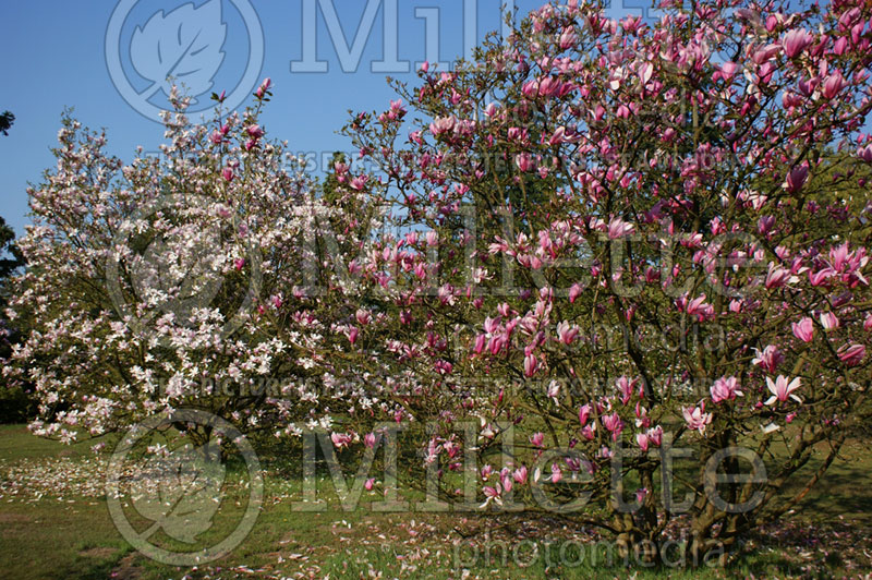 Magnolia Spectrum (Magnolia) 2  