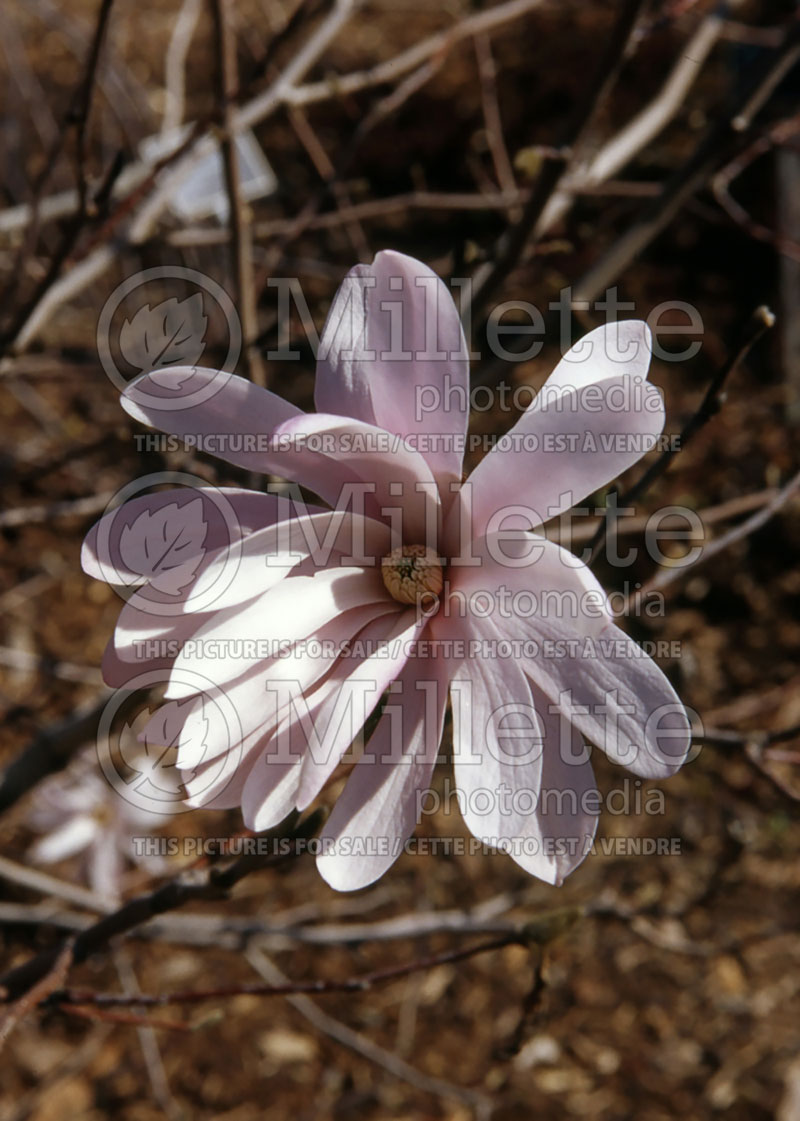 Magnolia Pink Star or Rosea (Magnolia) 1  