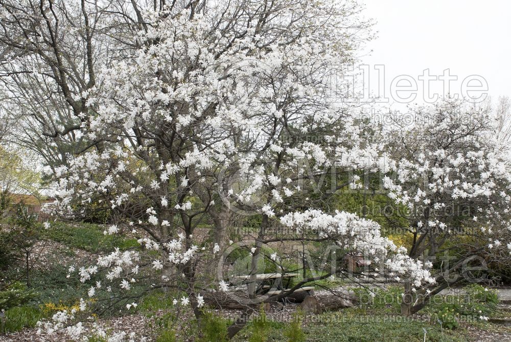 Magnolia Royal Star (Tulip Tree) 7