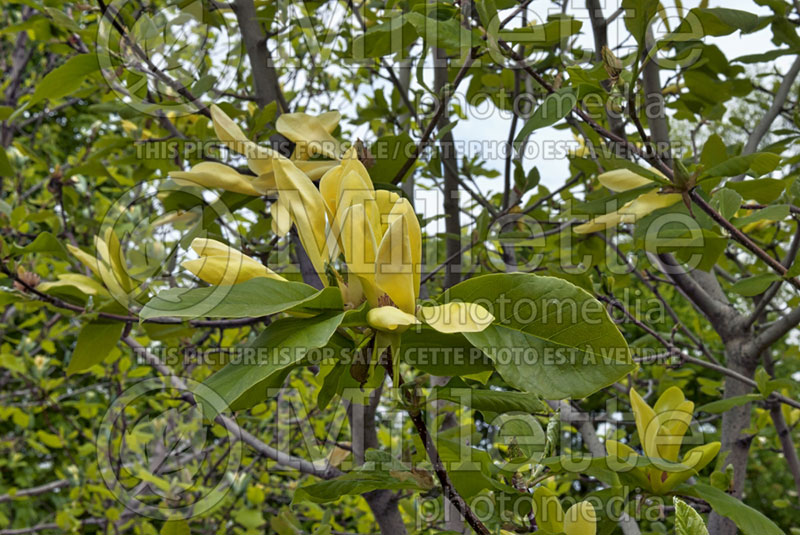 Magnolia Sunburst (Magnolia) 3  