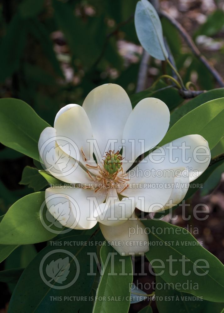 Magnolia virginiana (sweet bay magnolia) 1