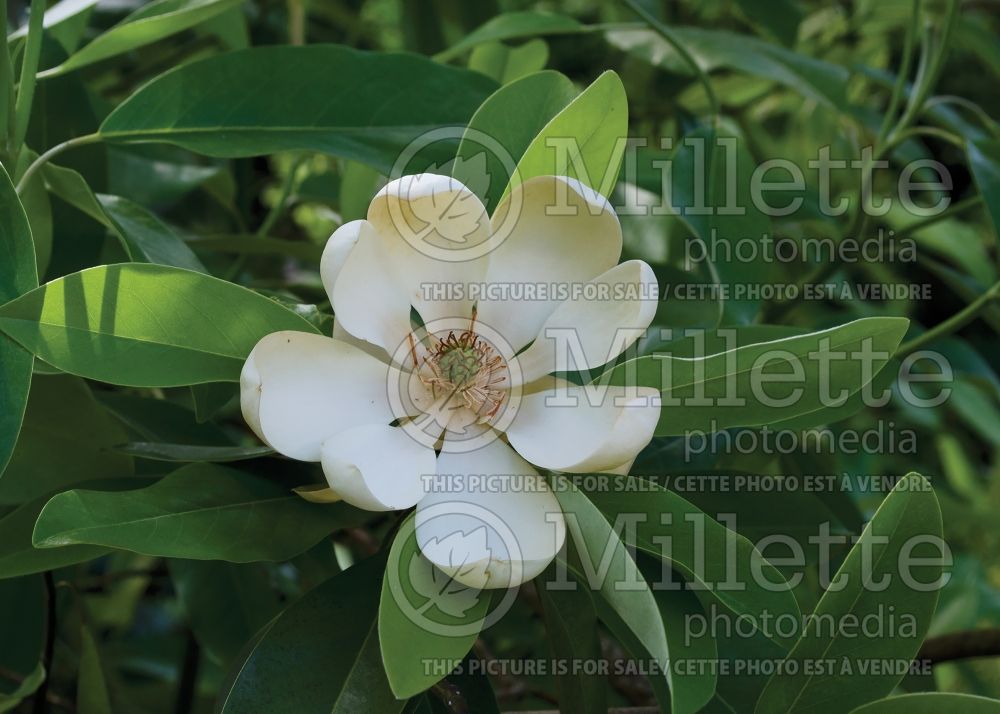 Magnolia virginiana (sweet bay magnolia) 2