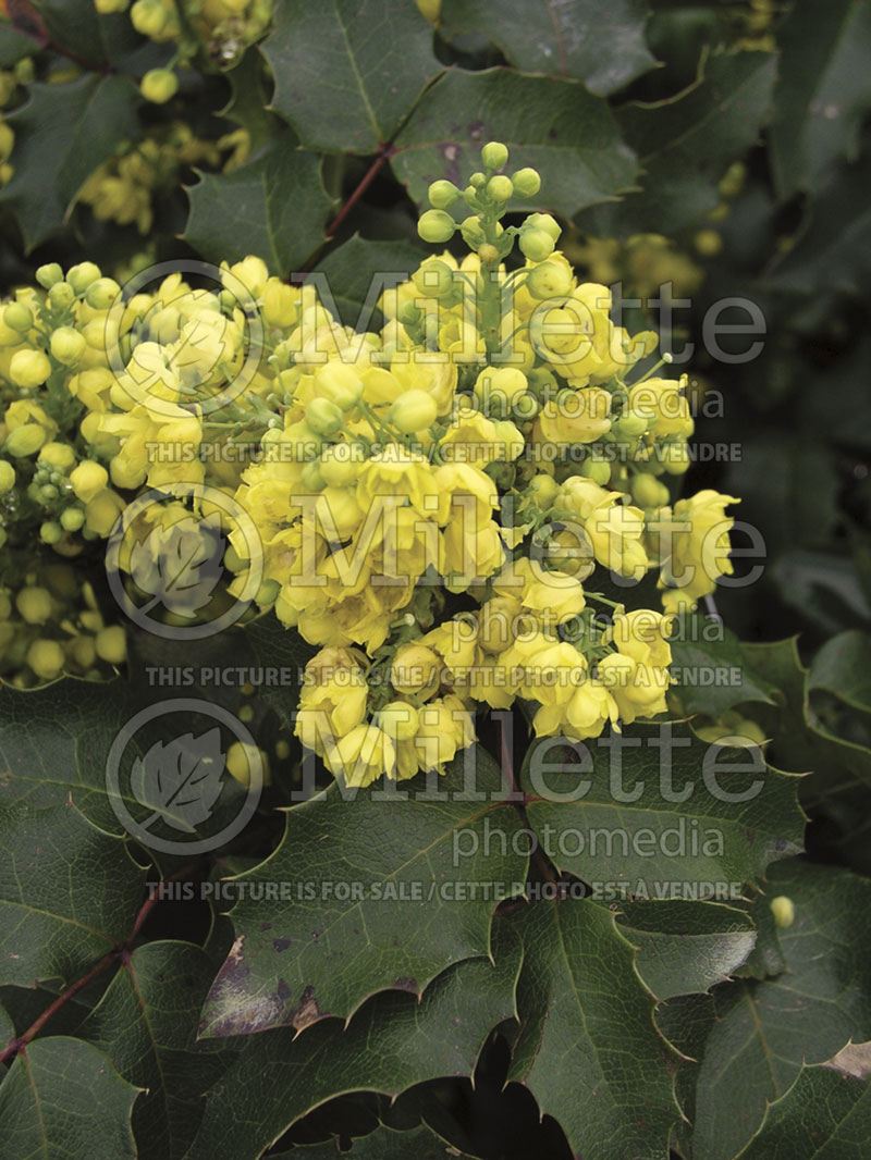 Mahonia aquifolium (Oregon-grape) 1 