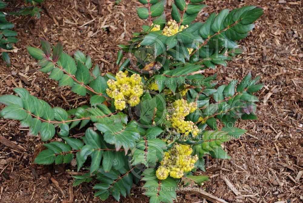 Mahonia nervosa (Oregon-grape) 1  