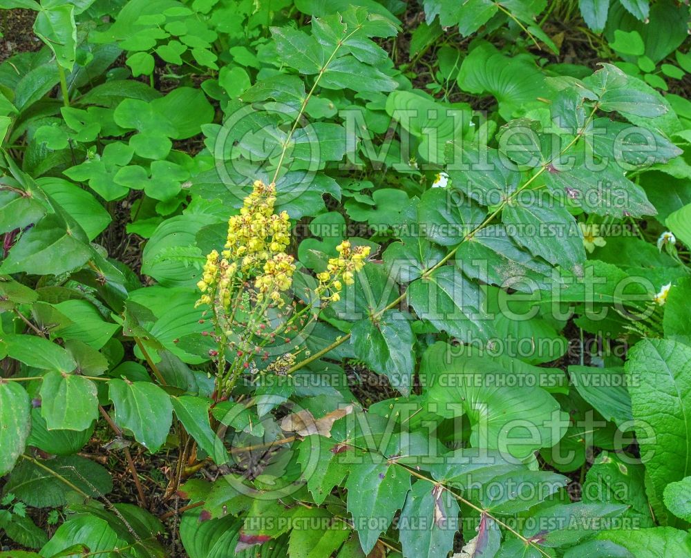 Mahonia nervosa (Oregon-grape) 2  
