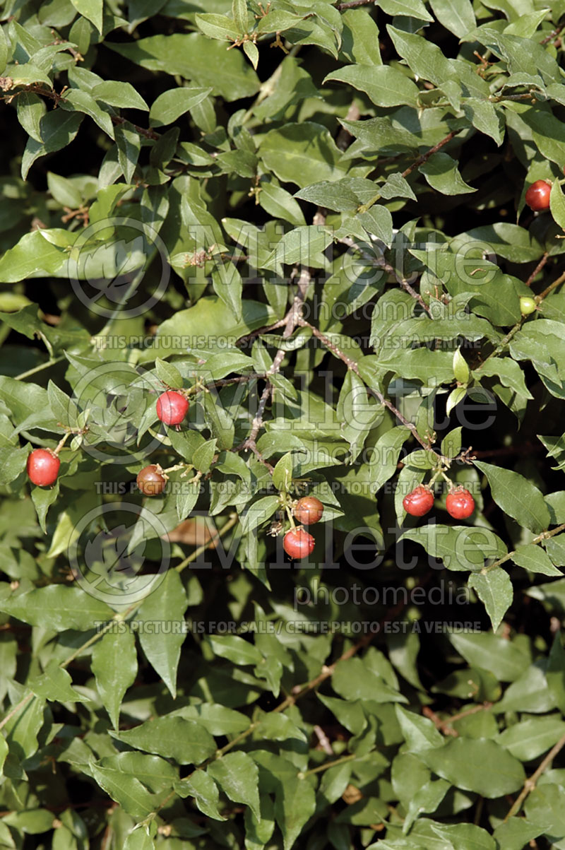 Malpighia glabra (Acerola) 1 