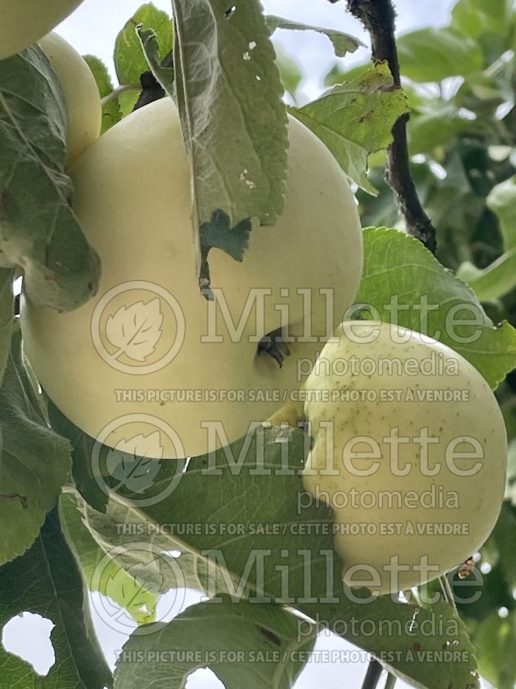 Malus Astrakan Blanc aka White Astrachan (Apple tree fruit) 1