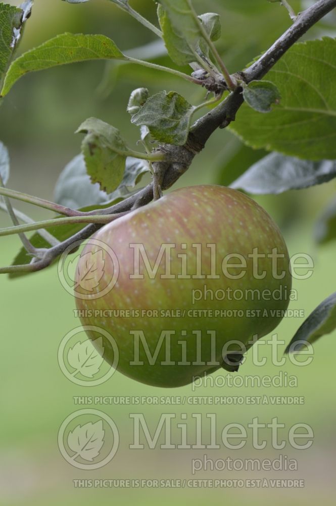 Malus Green Balsam (Apple tree) 1 