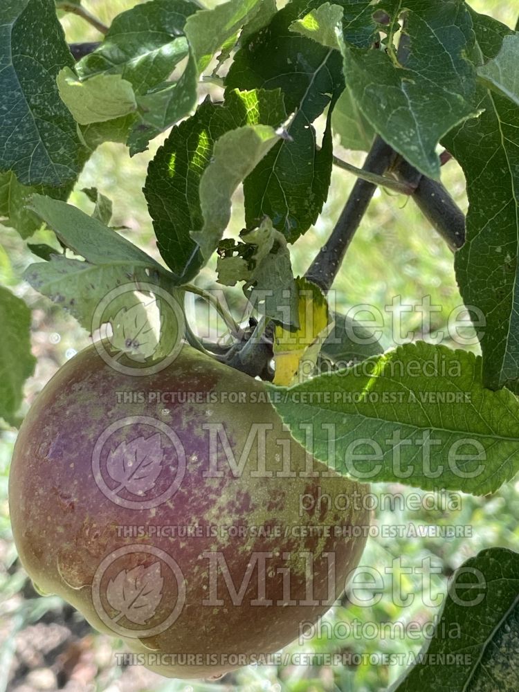 Malus Melrose (Apple tree fruit pomme) 3 