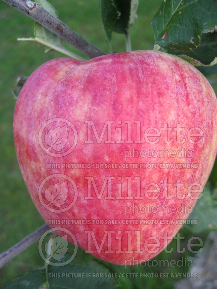 Malus Battleford (apple) 5 