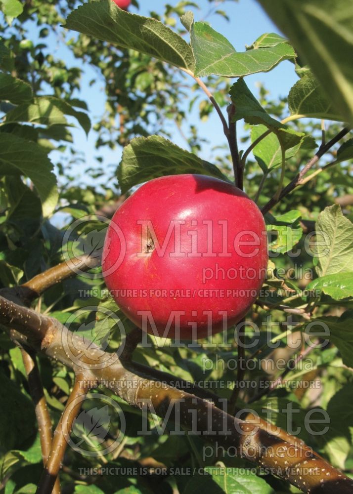 Malus Belmac (Apple tree) 1 