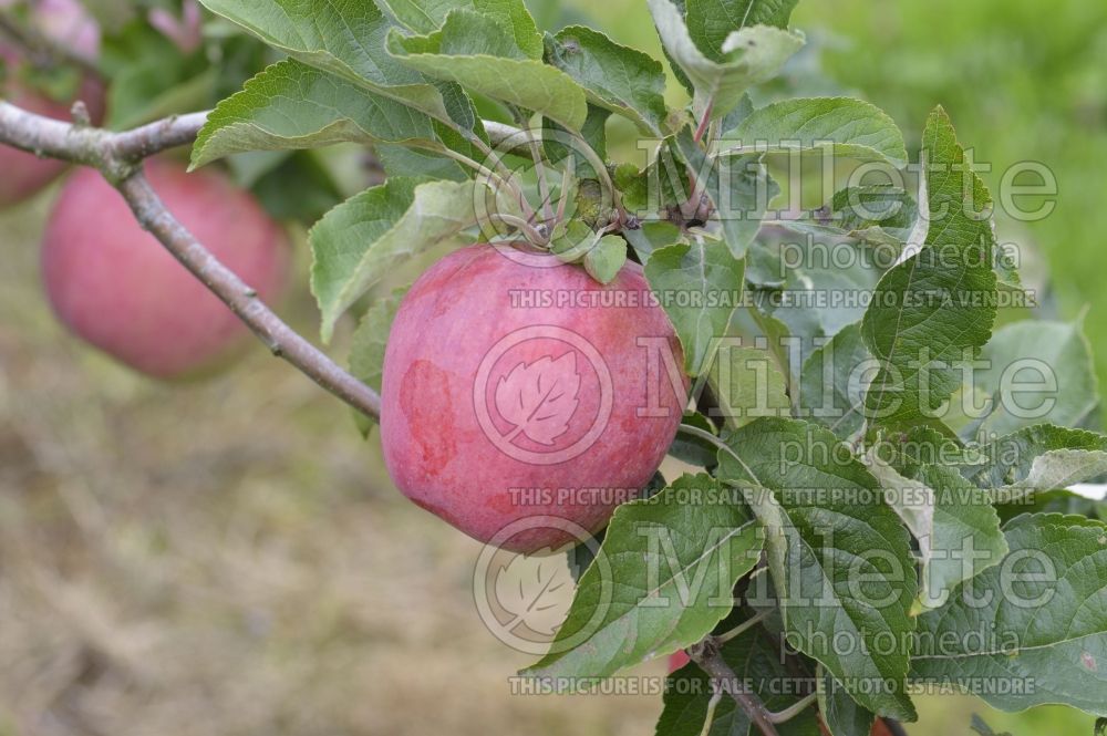 Malus Alexander (Apple tree) 1